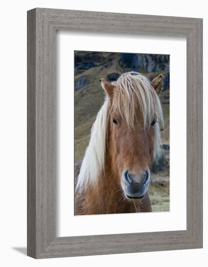 Icelandic horse near Vik, Iceland, Polar Regions-Sergio Pitamitz-Framed Photographic Print