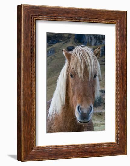 Icelandic horse near Vik, Iceland, Polar Regions-Sergio Pitamitz-Framed Photographic Print