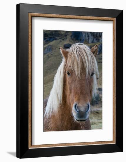 Icelandic horse near Vik, Iceland, Polar Regions-Sergio Pitamitz-Framed Photographic Print