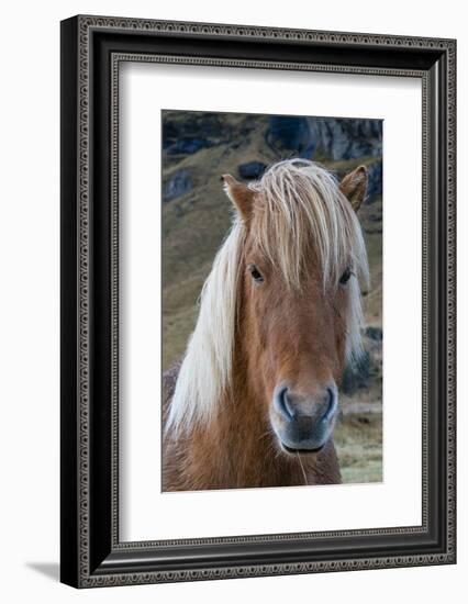 Icelandic horse near Vik, Iceland, Polar Regions-Sergio Pitamitz-Framed Photographic Print