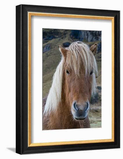 Icelandic horse near Vik, Iceland, Polar Regions-Sergio Pitamitz-Framed Photographic Print