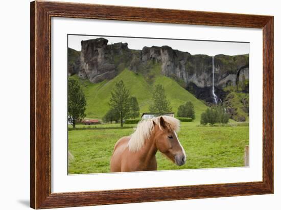 Icelandic Horse Near Waterfall-Paul Souders-Framed Photographic Print