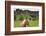 Icelandic Horse Near Waterfall-Paul Souders-Framed Photographic Print