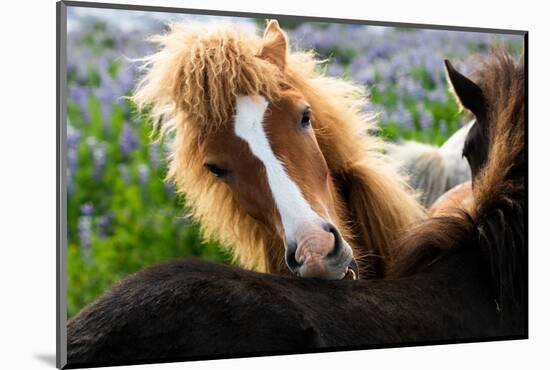 Icelandic horse nibbling on the back of another horse, Iceland-Lynn M. Stone-Mounted Photographic Print