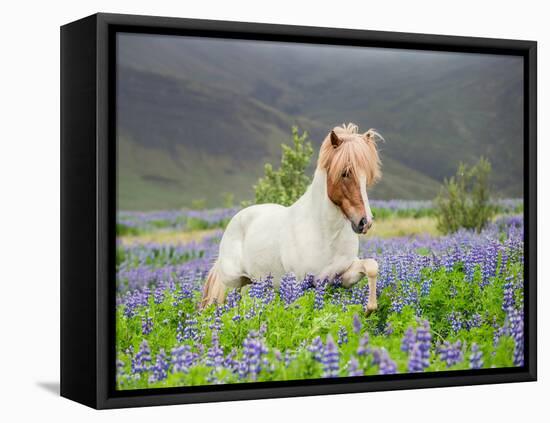 Icelandic Horse Running in Lupine Fields, Iceland-null-Framed Stretched Canvas