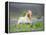 Icelandic Horse Running in Lupine Fields, Iceland-null-Framed Stretched Canvas