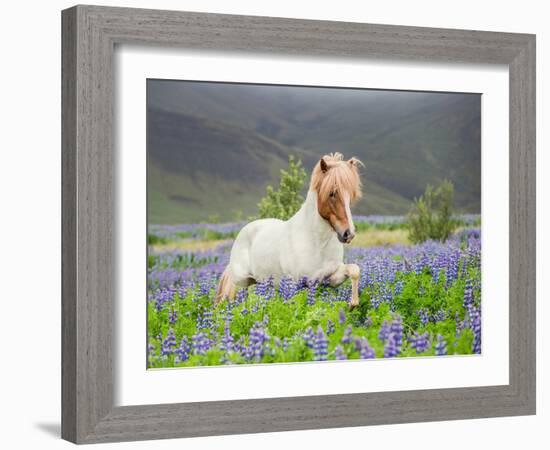 Icelandic Horse Running in Lupine Fields, Iceland-null-Framed Photographic Print