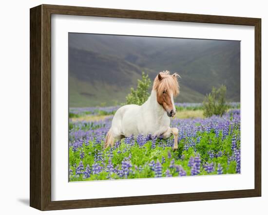 Icelandic Horse Running in Lupine Fields, Iceland-null-Framed Photographic Print