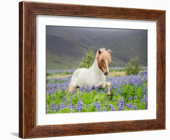 Icelandic Horse Running in Lupine Fields, Iceland-null-Framed Photographic Print