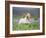 Icelandic Horse Running in Lupine Fields, Iceland-null-Framed Photographic Print