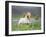 Icelandic Horse Running in Lupine Fields, Iceland-null-Framed Photographic Print