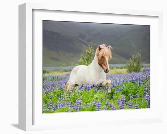 Icelandic Horse Running in Lupine Fields, Iceland-null-Framed Photographic Print