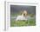 Icelandic Horse Running in Lupine Fields, Iceland-null-Framed Photographic Print