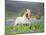 Icelandic Horse Running in Lupine Fields, Iceland-null-Mounted Photographic Print