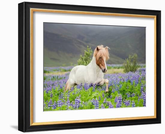 Icelandic Horse Running in Lupine Fields, Iceland-null-Framed Photographic Print