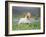 Icelandic Horse Running in Lupine Fields, Iceland-null-Framed Photographic Print