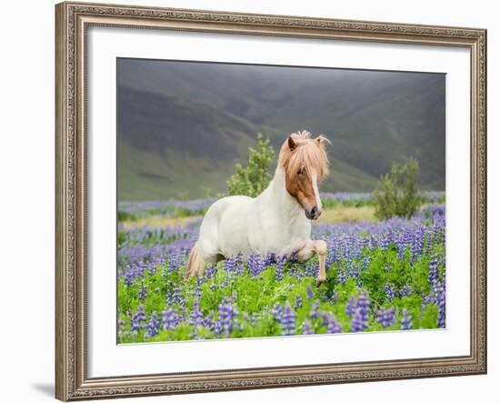 Icelandic Horse Running in Lupine Fields, Iceland-null-Framed Photographic Print