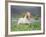 Icelandic Horse Running in Lupine Fields, Iceland-null-Framed Photographic Print