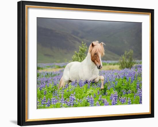 Icelandic Horse Running in Lupine Fields, Iceland-null-Framed Photographic Print