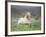 Icelandic Horse Running in Lupine Fields, Iceland-null-Framed Photographic Print