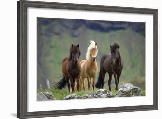 Icelandic Horse Three Standing-null-Framed Photographic Print