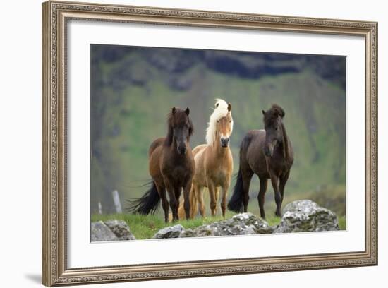 Icelandic Horse Three Standing-null-Framed Photographic Print