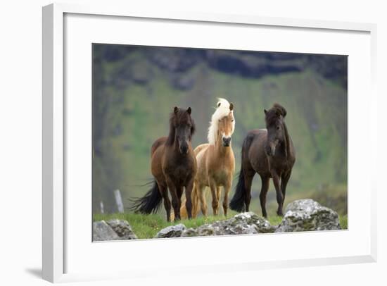 Icelandic Horse Three Standing-null-Framed Photographic Print