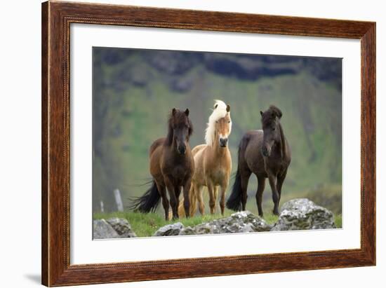 Icelandic Horse Three Standing--Framed Photographic Print