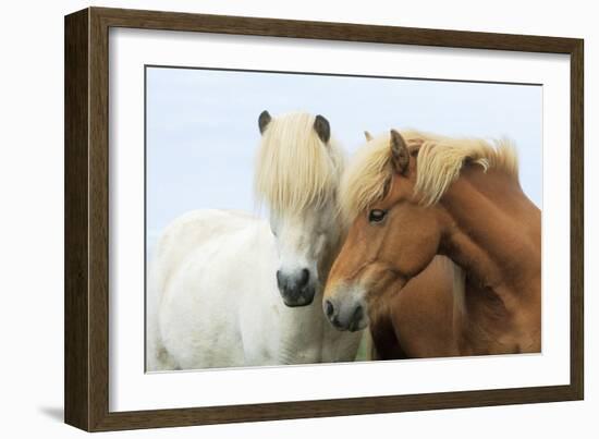 Icelandic Horse Two Nuzzling-null-Framed Photographic Print