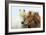 Icelandic Horse Two Nuzzling-null-Framed Photographic Print