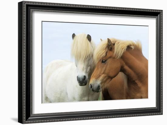 Icelandic Horse Two Nuzzling-null-Framed Photographic Print