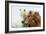 Icelandic Horse Two Nuzzling-null-Framed Photographic Print