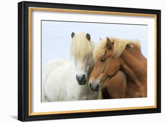 Icelandic Horse Two Nuzzling-null-Framed Photographic Print