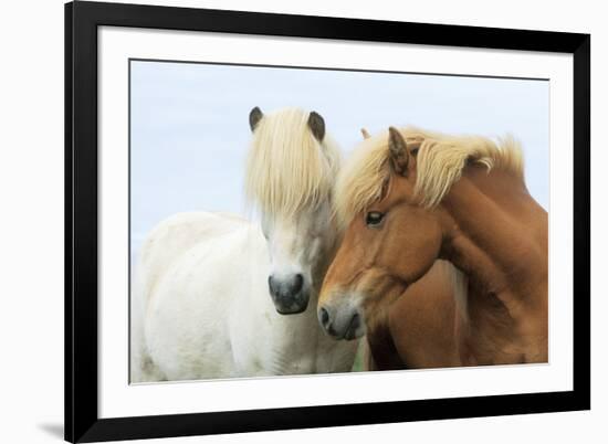 Icelandic Horse Two Nuzzling-null-Framed Photographic Print