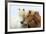 Icelandic Horse Two Nuzzling-null-Framed Photographic Print