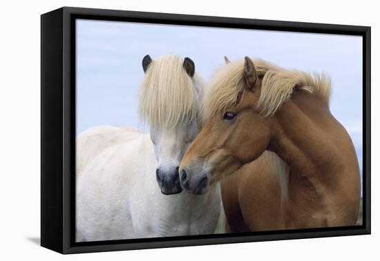 Icelandic Horse Two Smelling Each Other in Communication-null-Framed Premier Image Canvas