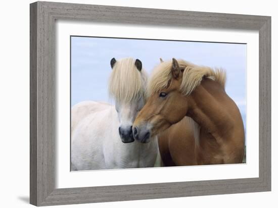 Icelandic Horse Two Smelling Each Other in Communication-null-Framed Photographic Print