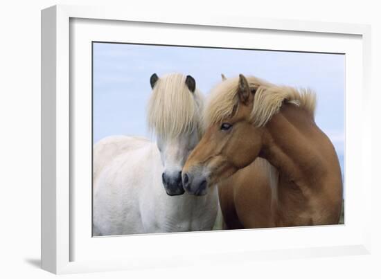 Icelandic Horse Two Smelling Each Other in Communication-null-Framed Photographic Print