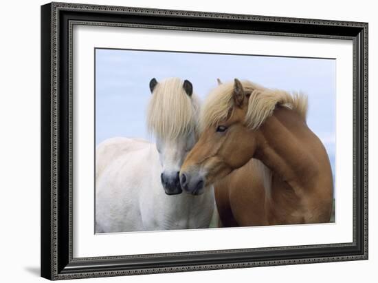 Icelandic Horse Two Smelling Each Other in Communication-null-Framed Photographic Print