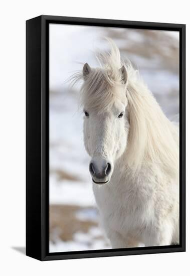 Icelandic Horse with Typical Winter Coat, Iceland-Martin Zwick-Framed Premier Image Canvas