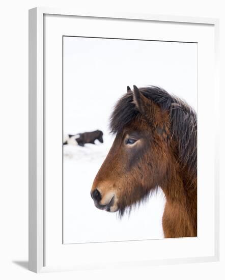 Icelandic Horse with Typical Winter Coat, Iceland-Martin Zwick-Framed Photographic Print