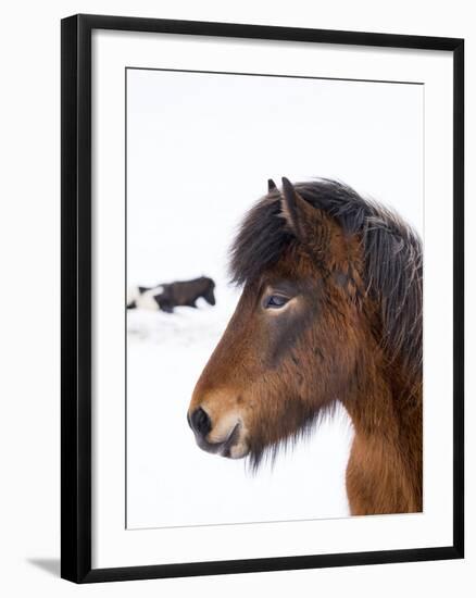 Icelandic Horse with Typical Winter Coat, Iceland-Martin Zwick-Framed Photographic Print