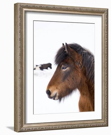 Icelandic Horse with Typical Winter Coat, Iceland-Martin Zwick-Framed Photographic Print