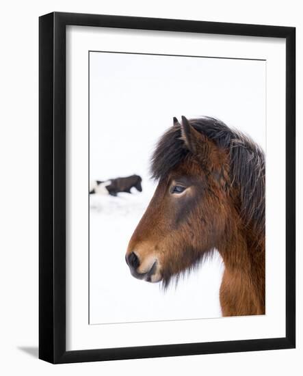 Icelandic Horse with Typical Winter Coat, Iceland-Martin Zwick-Framed Photographic Print