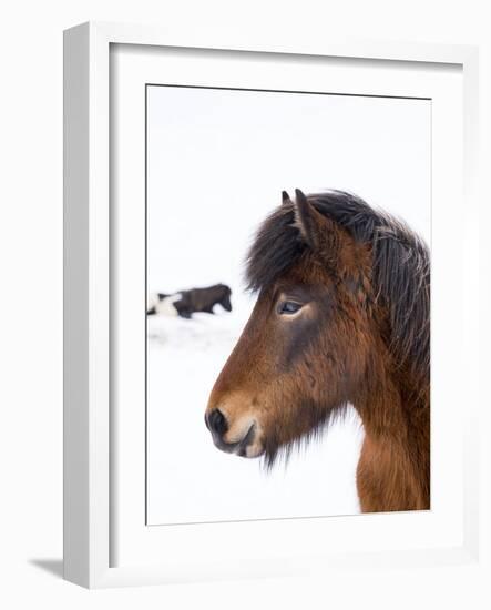 Icelandic Horse with Typical Winter Coat, Iceland-Martin Zwick-Framed Photographic Print