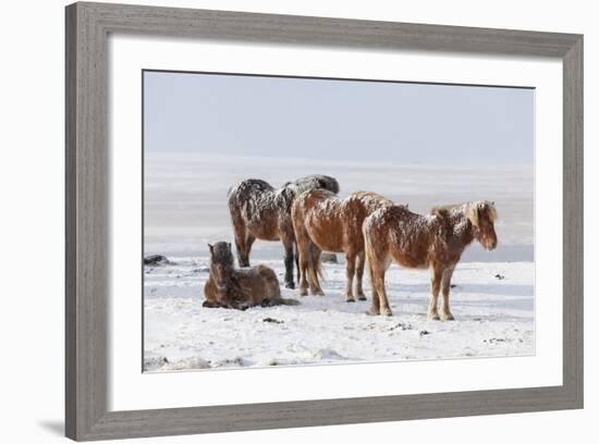 Icelandic Horse with Typical Winter Coat, Iceland-Martin Zwick-Framed Photographic Print