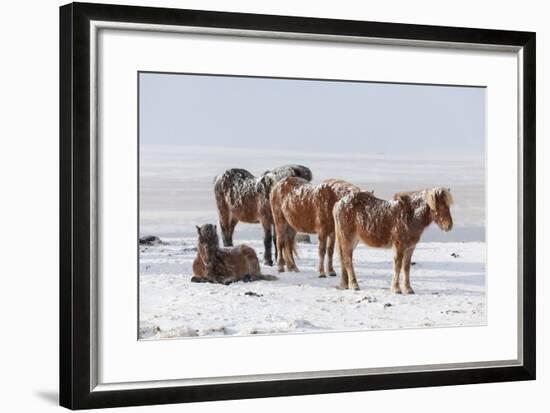 Icelandic Horse with Typical Winter Coat, Iceland-Martin Zwick-Framed Photographic Print