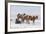 Icelandic Horse with Typical Winter Coat, Iceland-Martin Zwick-Framed Photographic Print