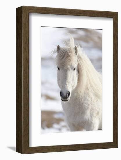 Icelandic Horse with Typical Winter Coat, Iceland-Martin Zwick-Framed Photographic Print