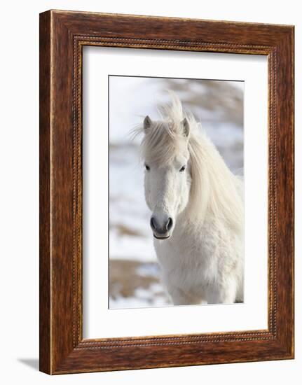 Icelandic Horse with Typical Winter Coat, Iceland-Martin Zwick-Framed Photographic Print